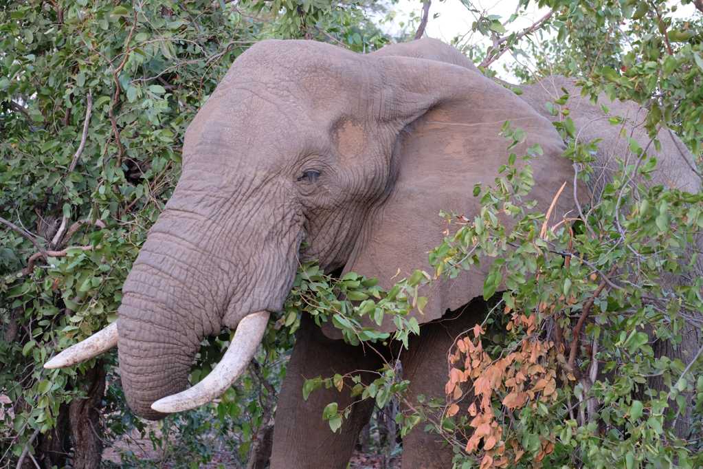南非树林野生大象图片