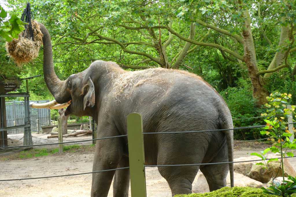 动物园里的大象图片