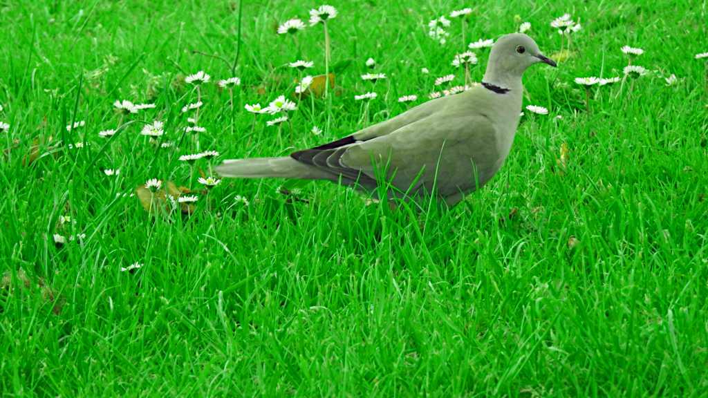 草地上的灰鸽子图片