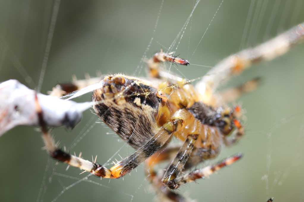 正在织网的蜘蛛