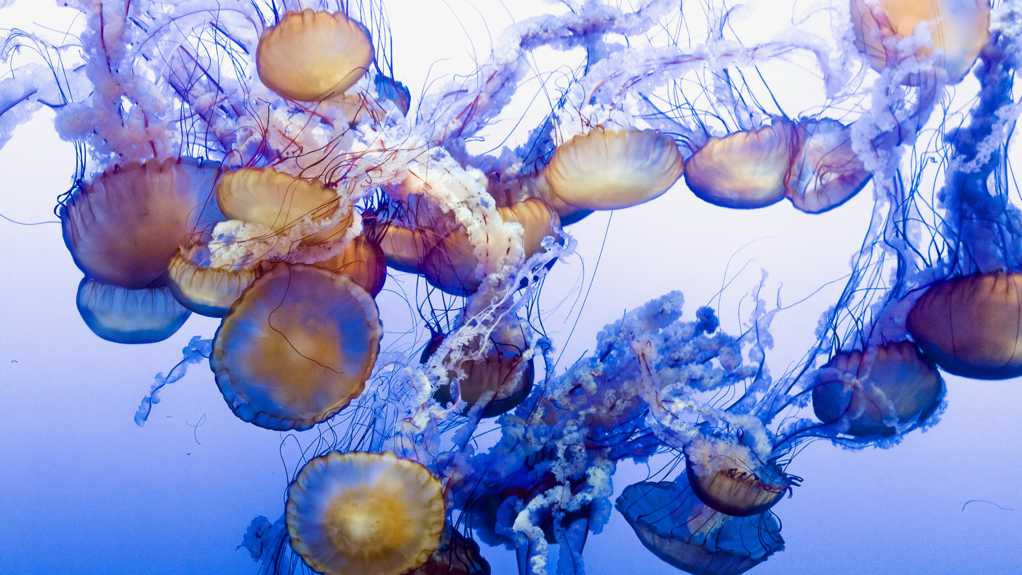 深海里的水母群图片