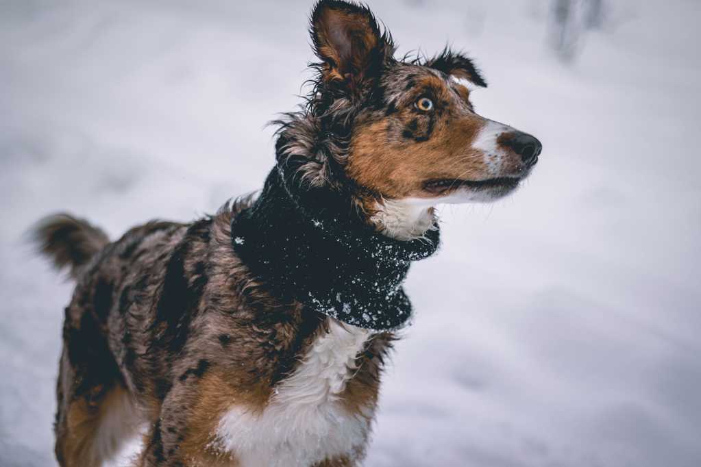 雪天的猎犬图片