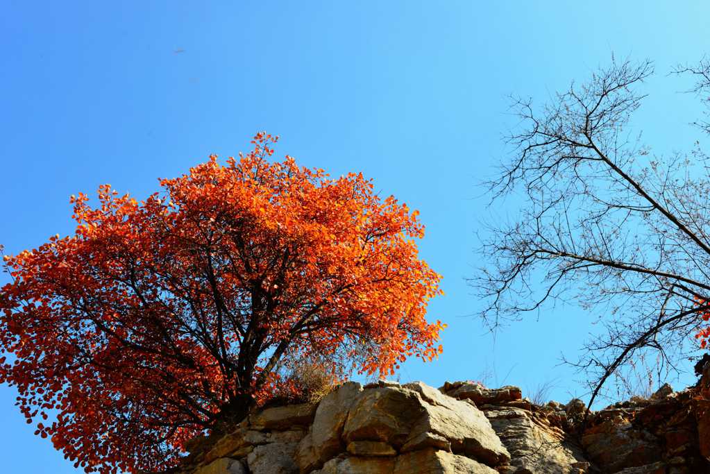 山西陵川红叶景色图片