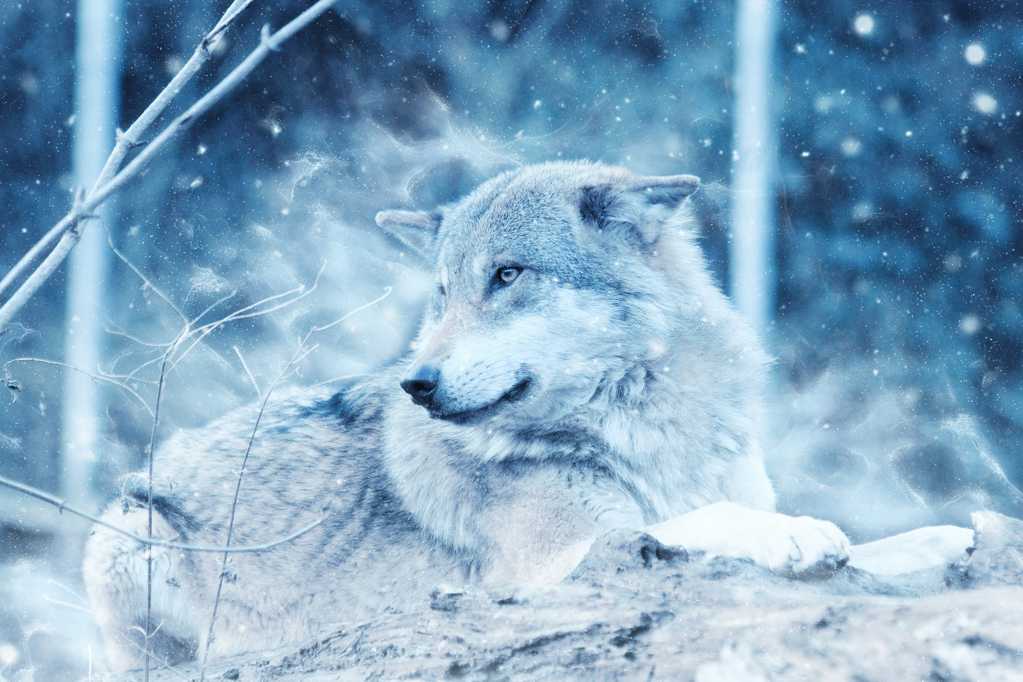 雪天的野狼图片