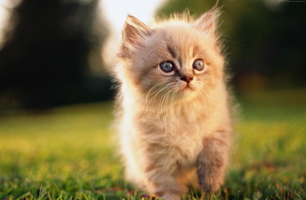 猫,小猫,蓝色,眼睛,灰色,羊毛,可爱,动物,宠物,绿草,性质（水平）