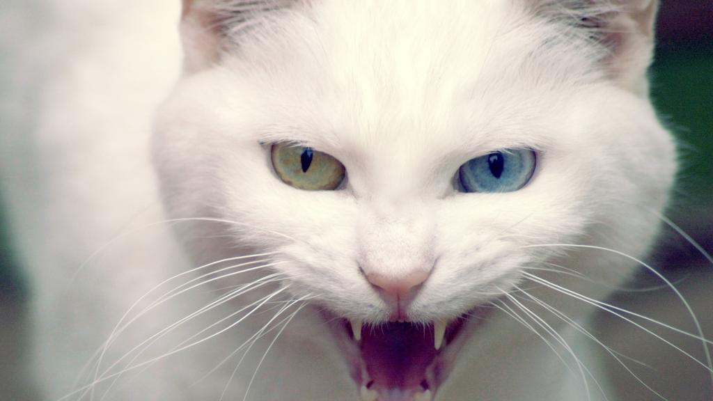 野生的白色猫