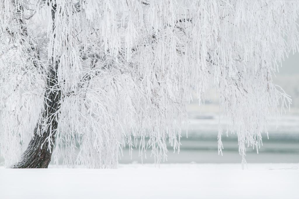 树,雪,冬天,4k（水平）