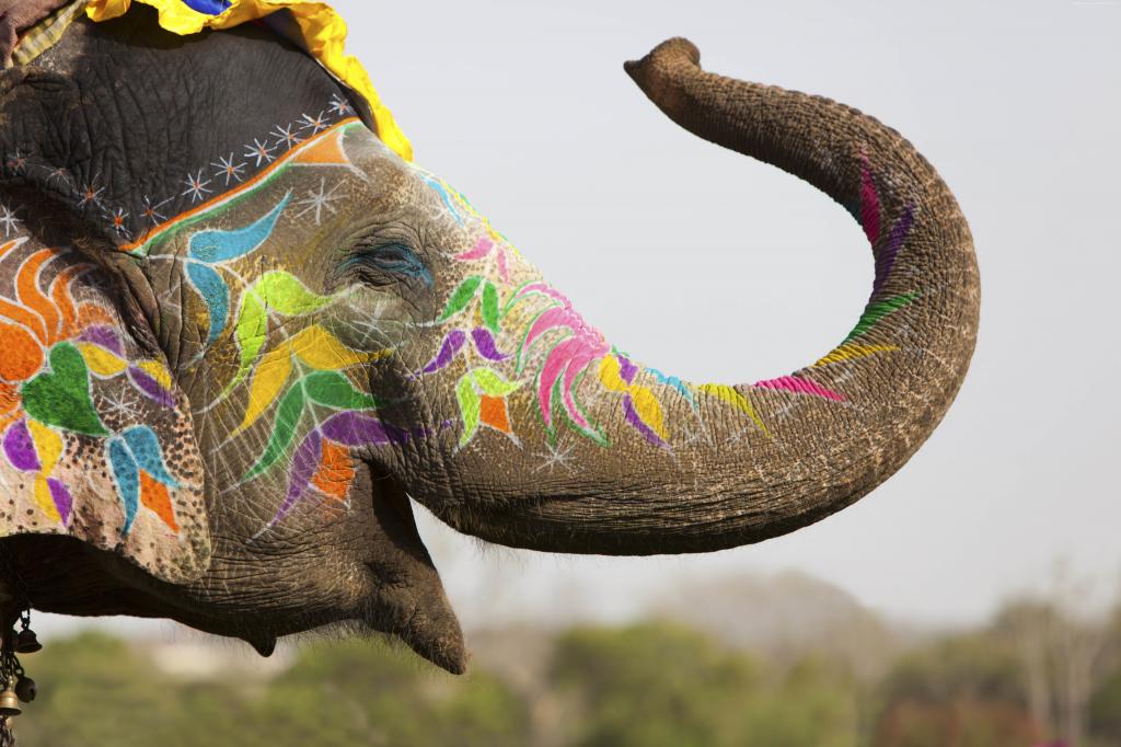大象,印度,可爱的动物（水平）