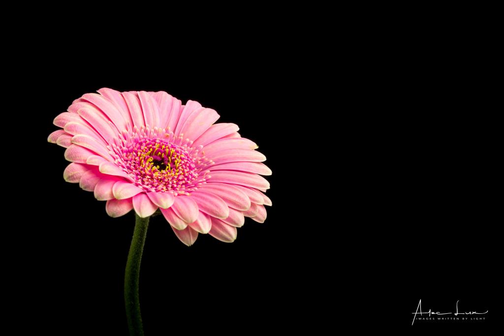 粉红色的非洲菊,高清,4K