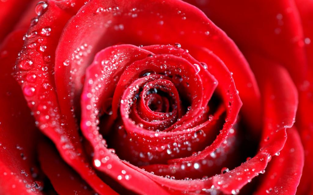 水滴在红玫瑰