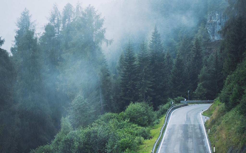公路旁的森林大雾