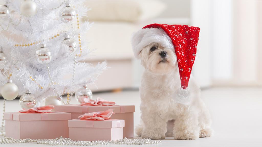 小狗,圣诞节,新年,枞树（水平）
