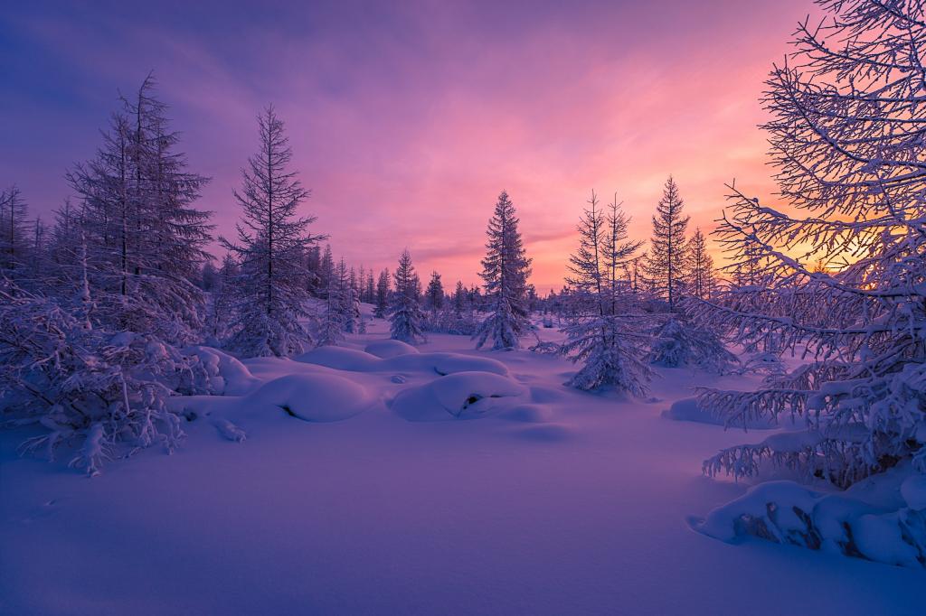 冬季森林,雪,风景