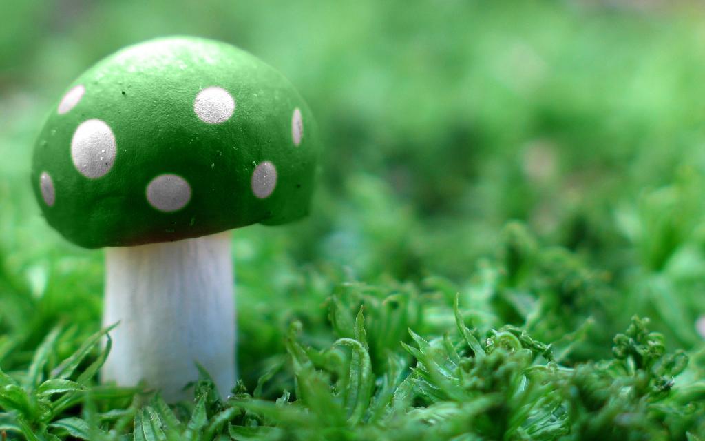 绿色蘑菇宽