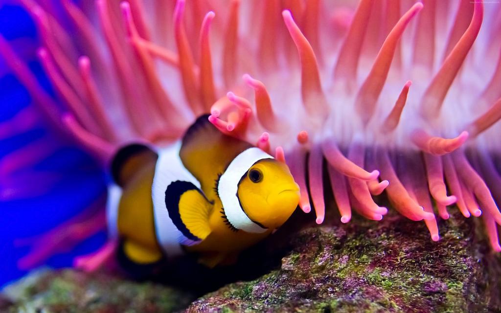 小丑鱼,潜水,红海,珊瑚,世界上最好的潜水地点,深海生物（水平）