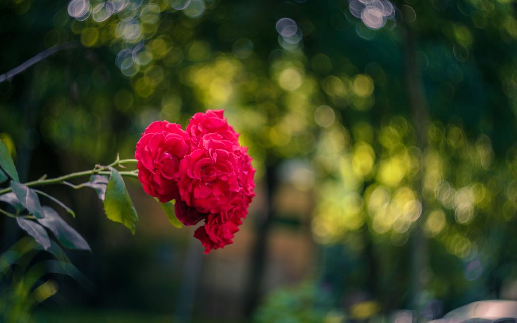 唯美玫瑰灿烂盛开