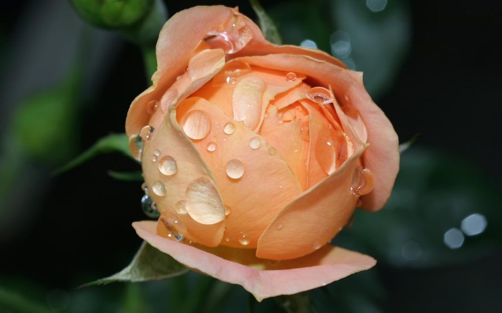 湿玫瑰绽放