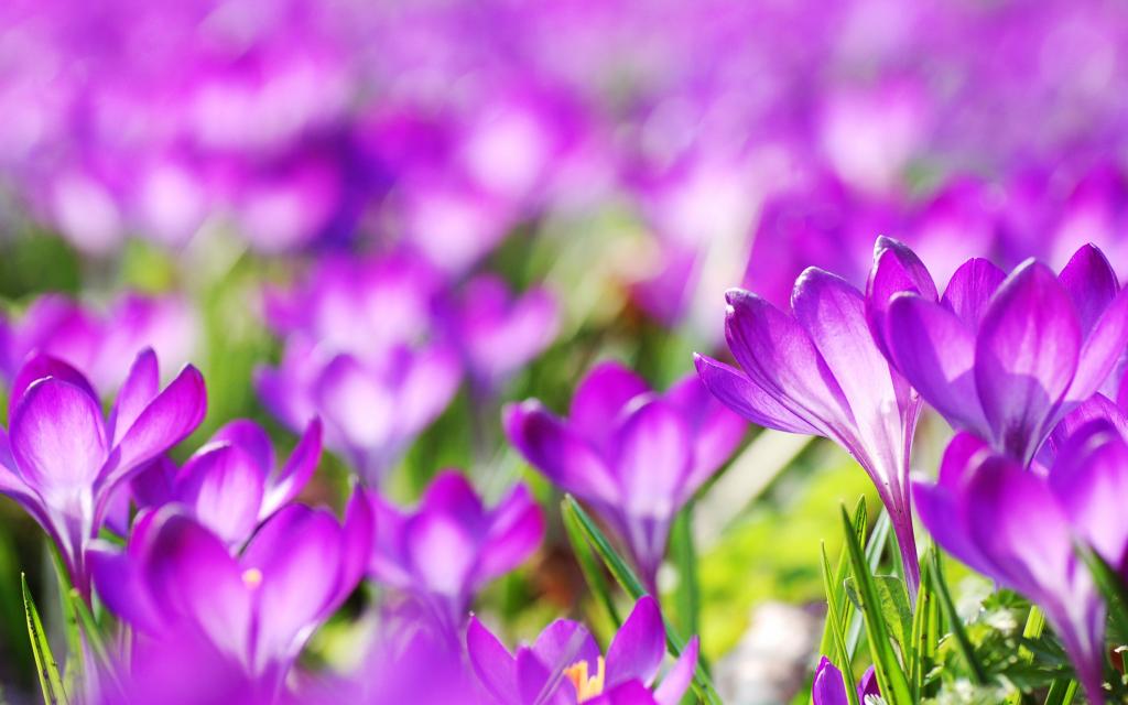 紫色番红花花