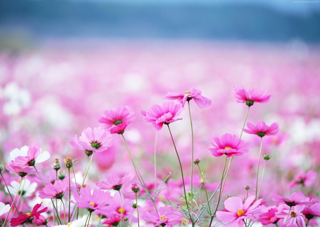 野花,高清,4k壁纸,场,粉红色,花（水平）