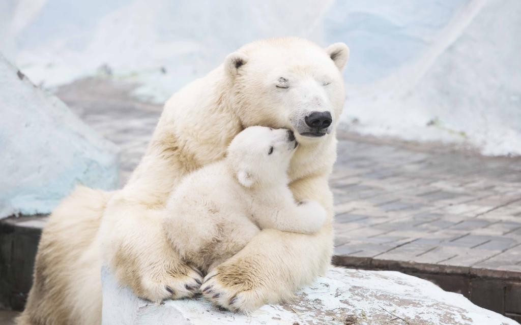 北极熊,Cub,4K