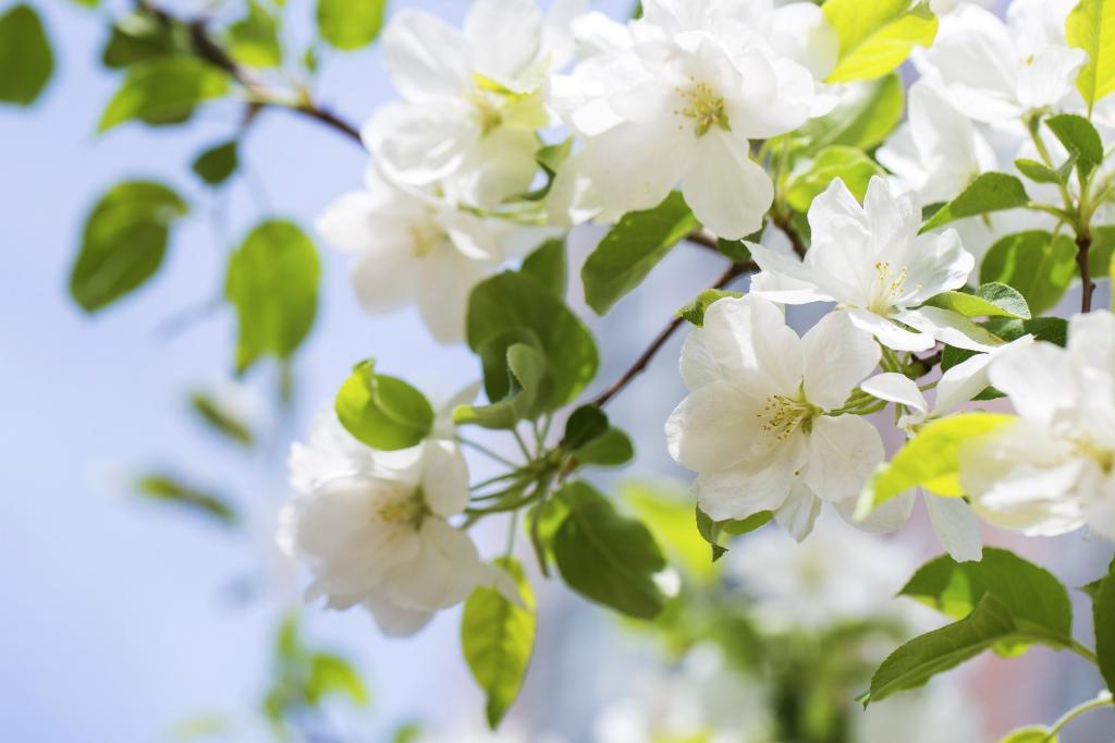 白色的海棠花