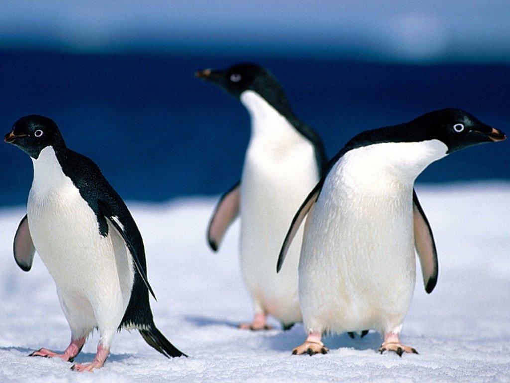 动物Pinguine