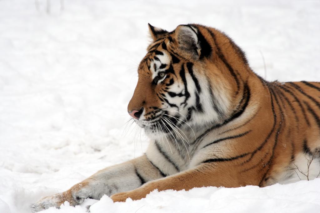 老虎,可爱的动物,雪,冬天,4k（水平）