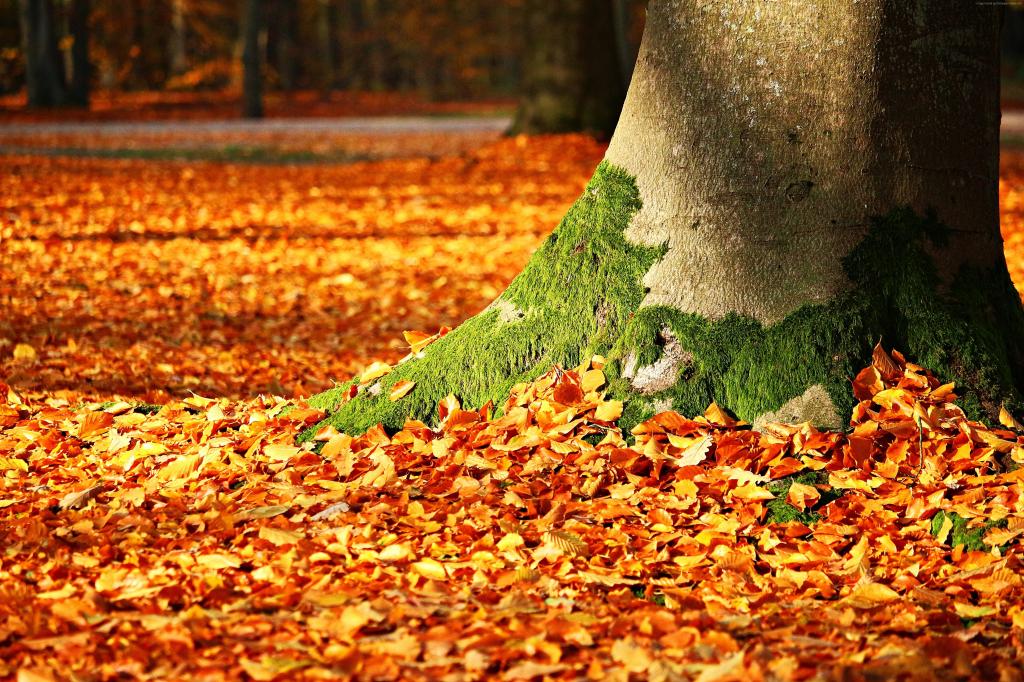 叶,树,秋季,5K（水平）