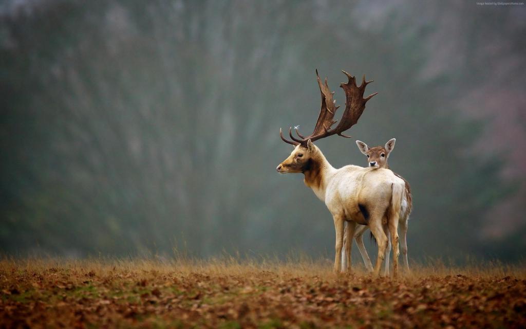 鹿,草地,雾,可爱的动物（水平）