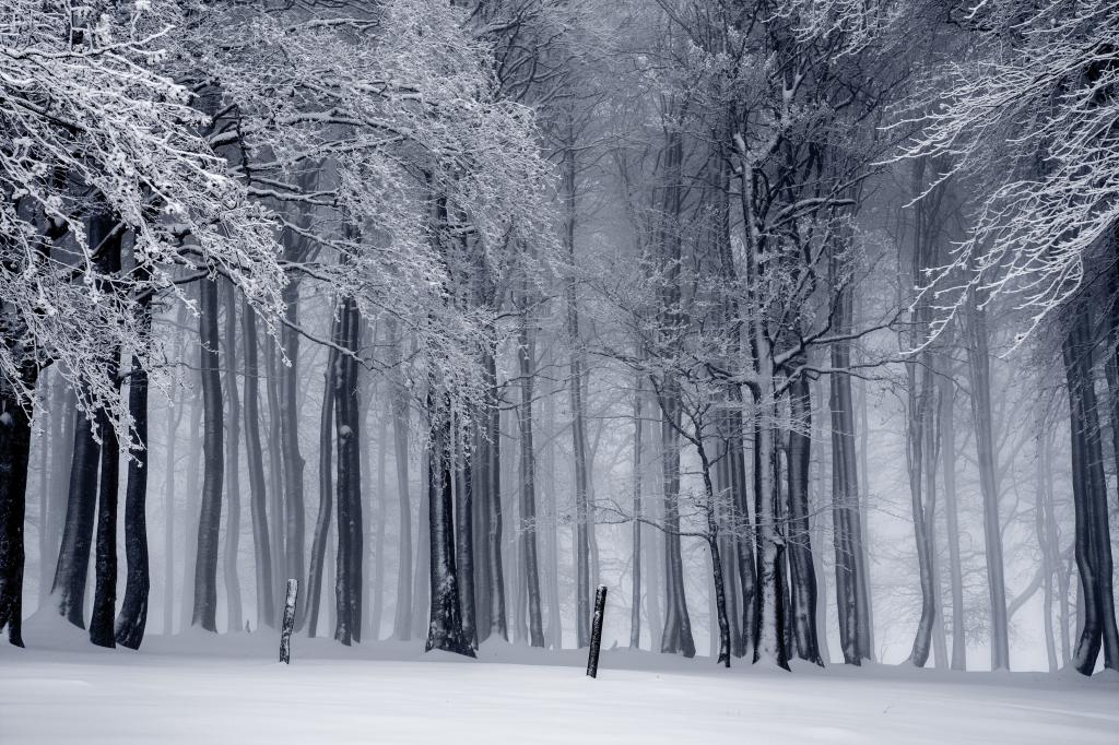 森林,树木,雪,冬天,4k（水平）