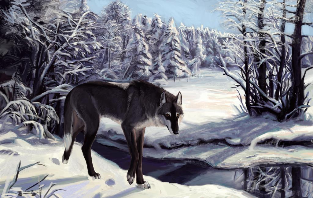 狼,冬天,湖,视线,灰色,白,森林,孤独,艺术（水平）