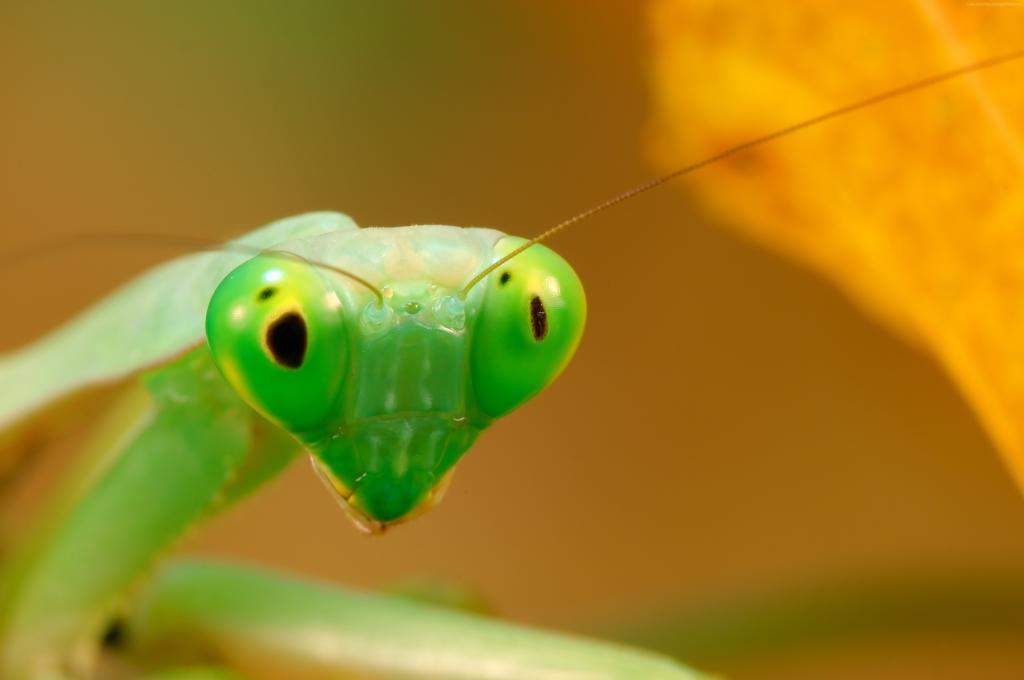 螳螂,绿色（水平）