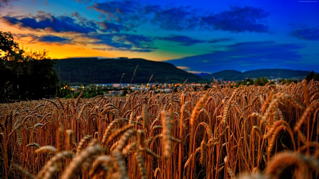小麦,4k,5k壁纸,领域,日落,云,丘陵（水平）