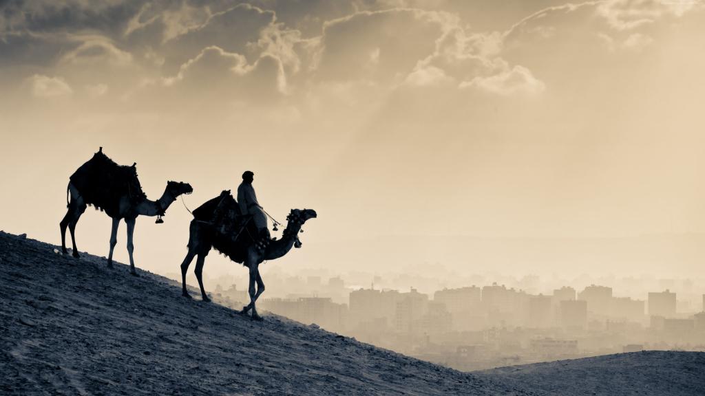 骆驼,沙漠,日落（水平）