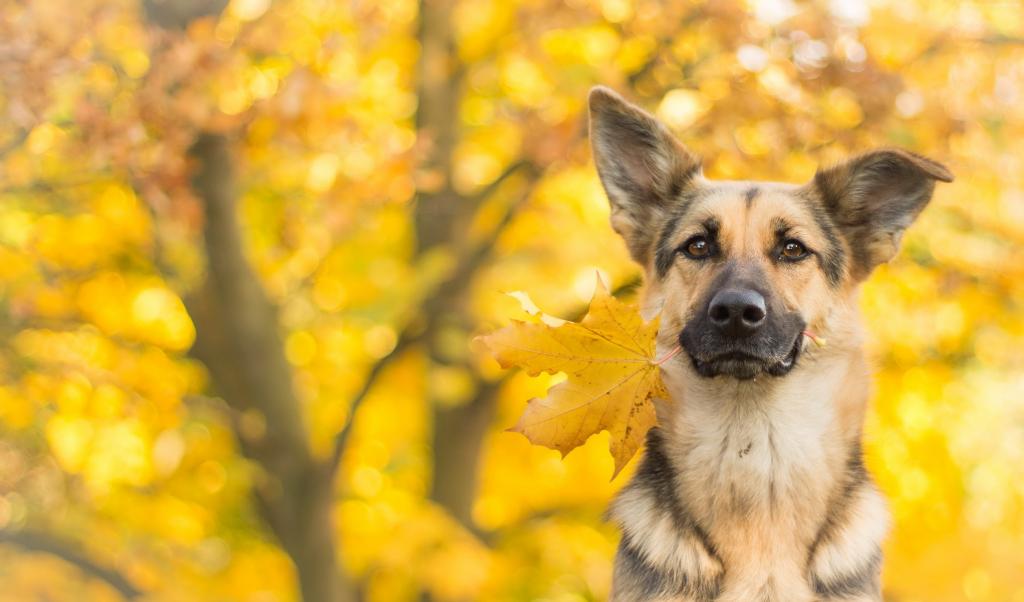 狗,可爱的动物,叶子,秋天,4k（水平）