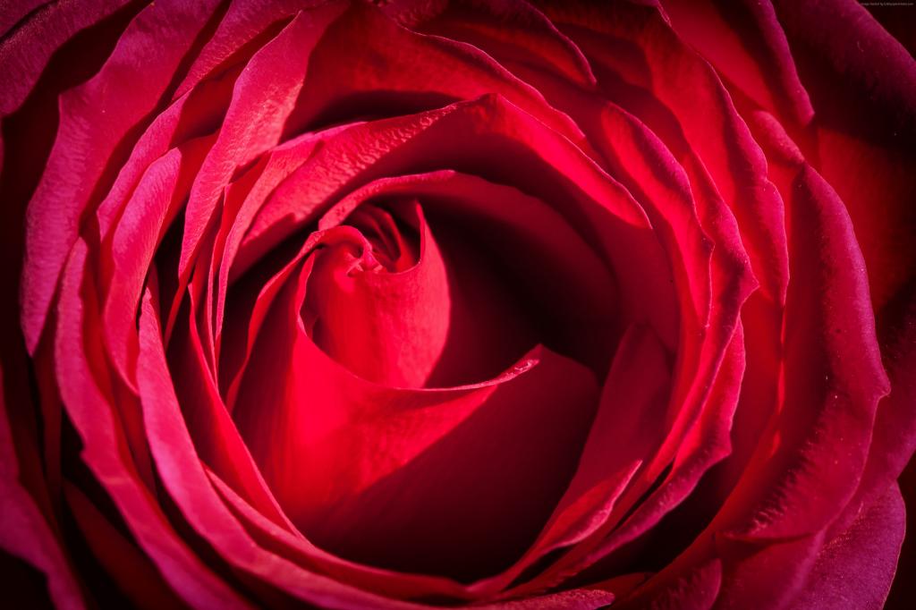 玫瑰,4k,5k壁纸,红色,宏,花（水平）