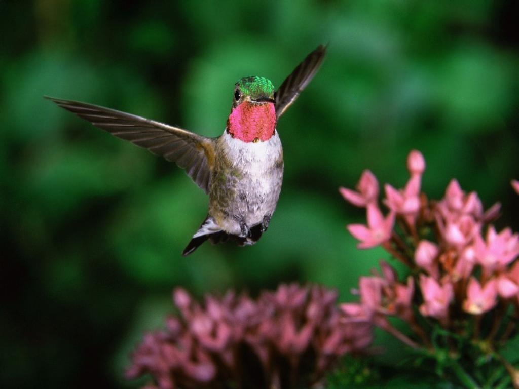 Broadtail蜂鸟