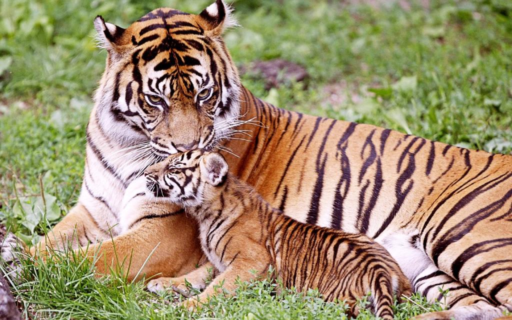 Tiger & Baby Tiger