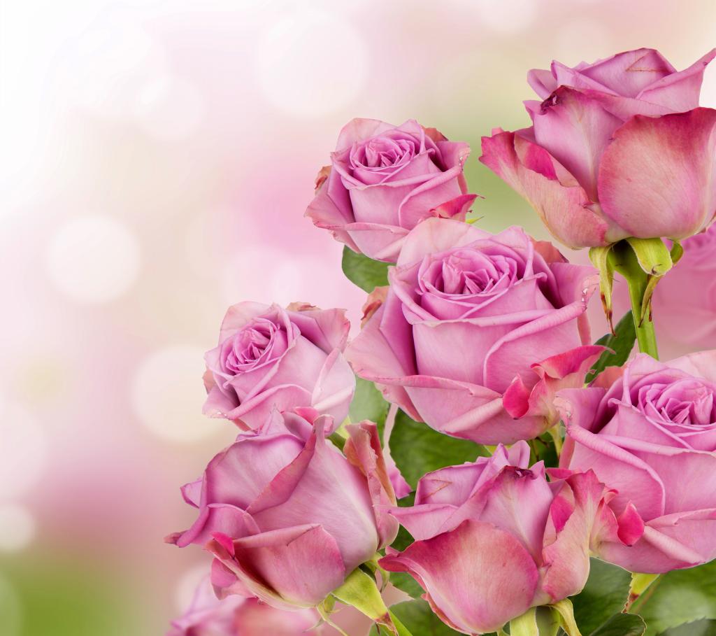 69  花卉 69  粉红玫瑰,高清,4k,5k  上一张查看原图下一张