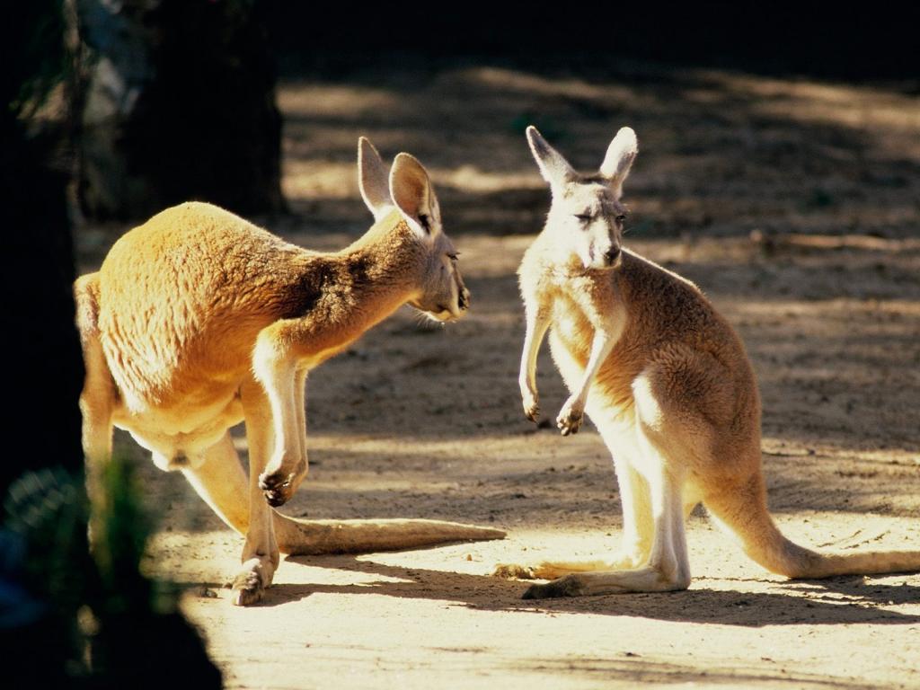 袋鼠对话澳大利亚