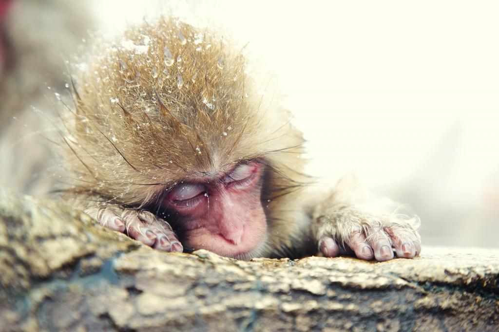 日本猕猴,猴子,可爱的动物（水平）