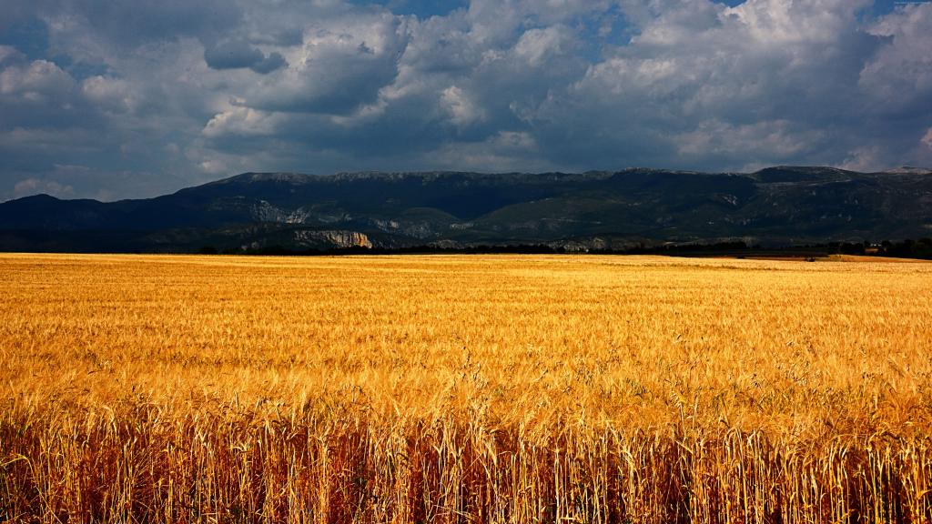 高原de Valensole,5k,4k壁纸,8k,法国,草地,小麦,云（水平）