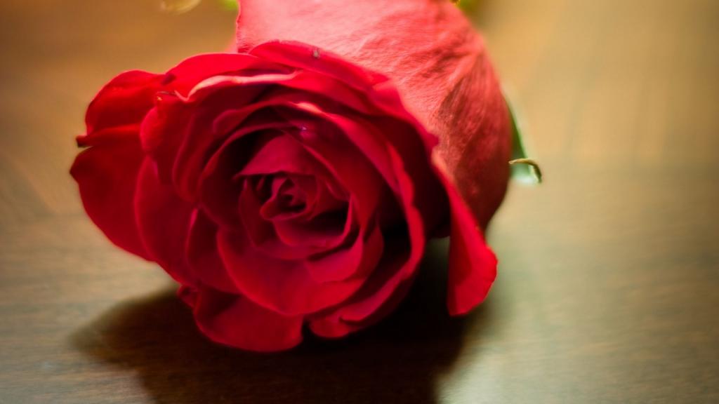娇艳欲滴的红玫瑰