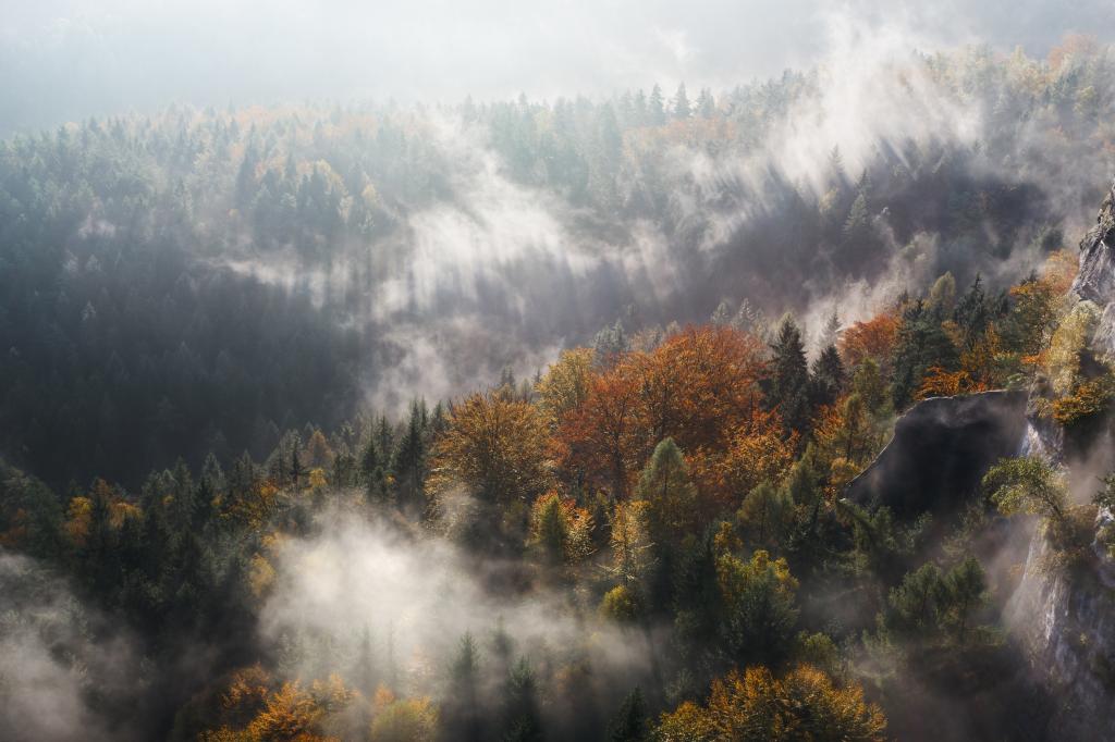森林,起雾,树木,森林,4K
