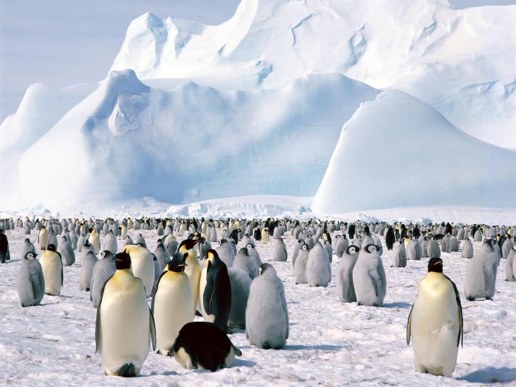 皇帝企鹅南极洲