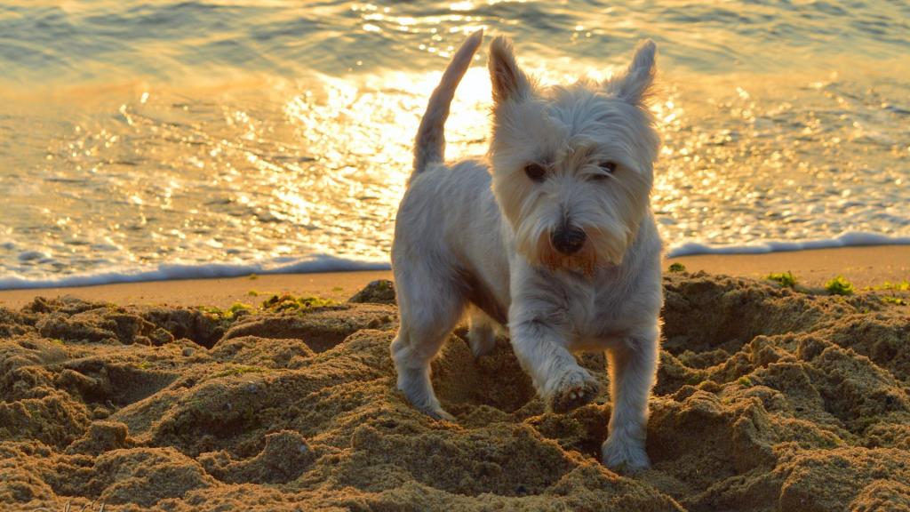 沙滩上玩耍的小狗