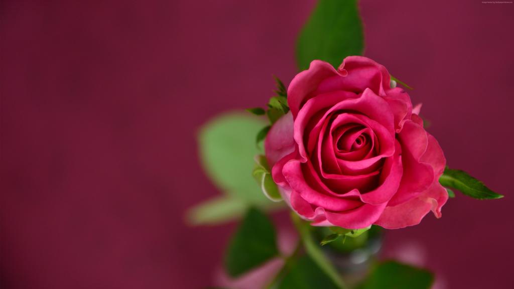 玫瑰,4k,高清壁纸,粉红色,春天,花（水平）