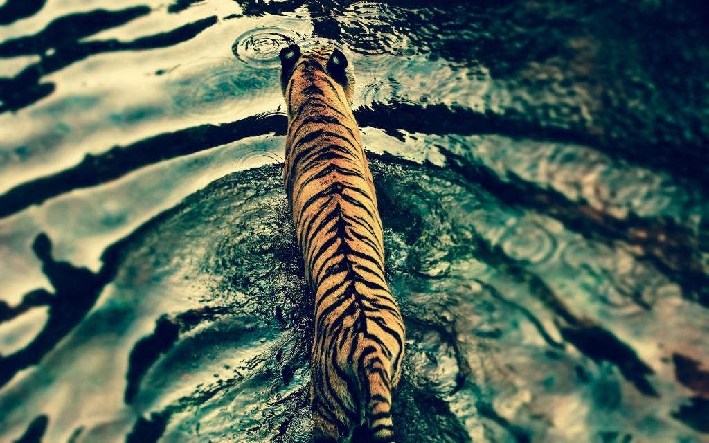 老虎在迪斯尼的动物王国