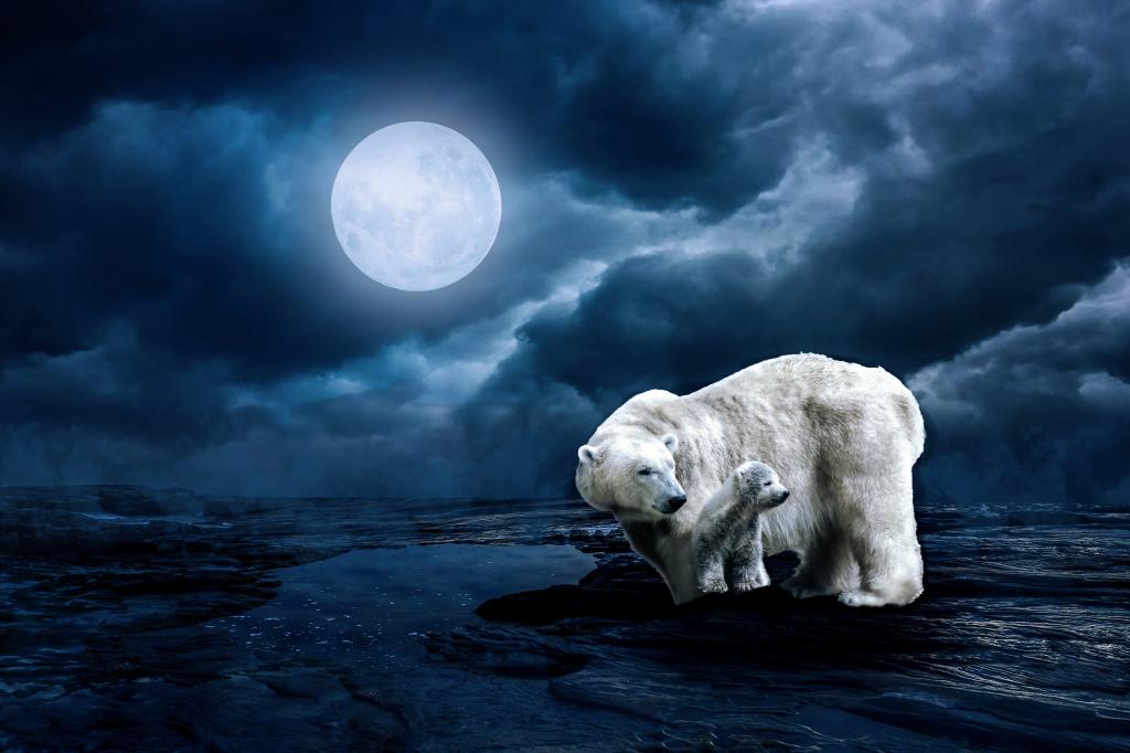 北极熊,满月,高清,5K