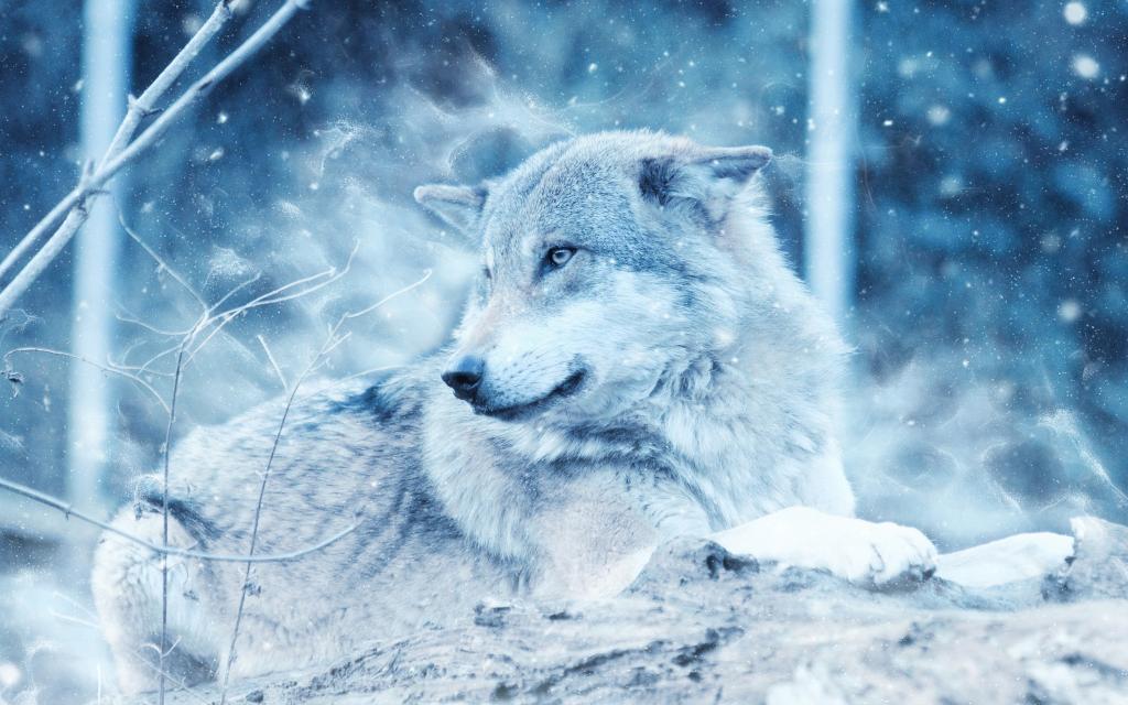 冬天的狼